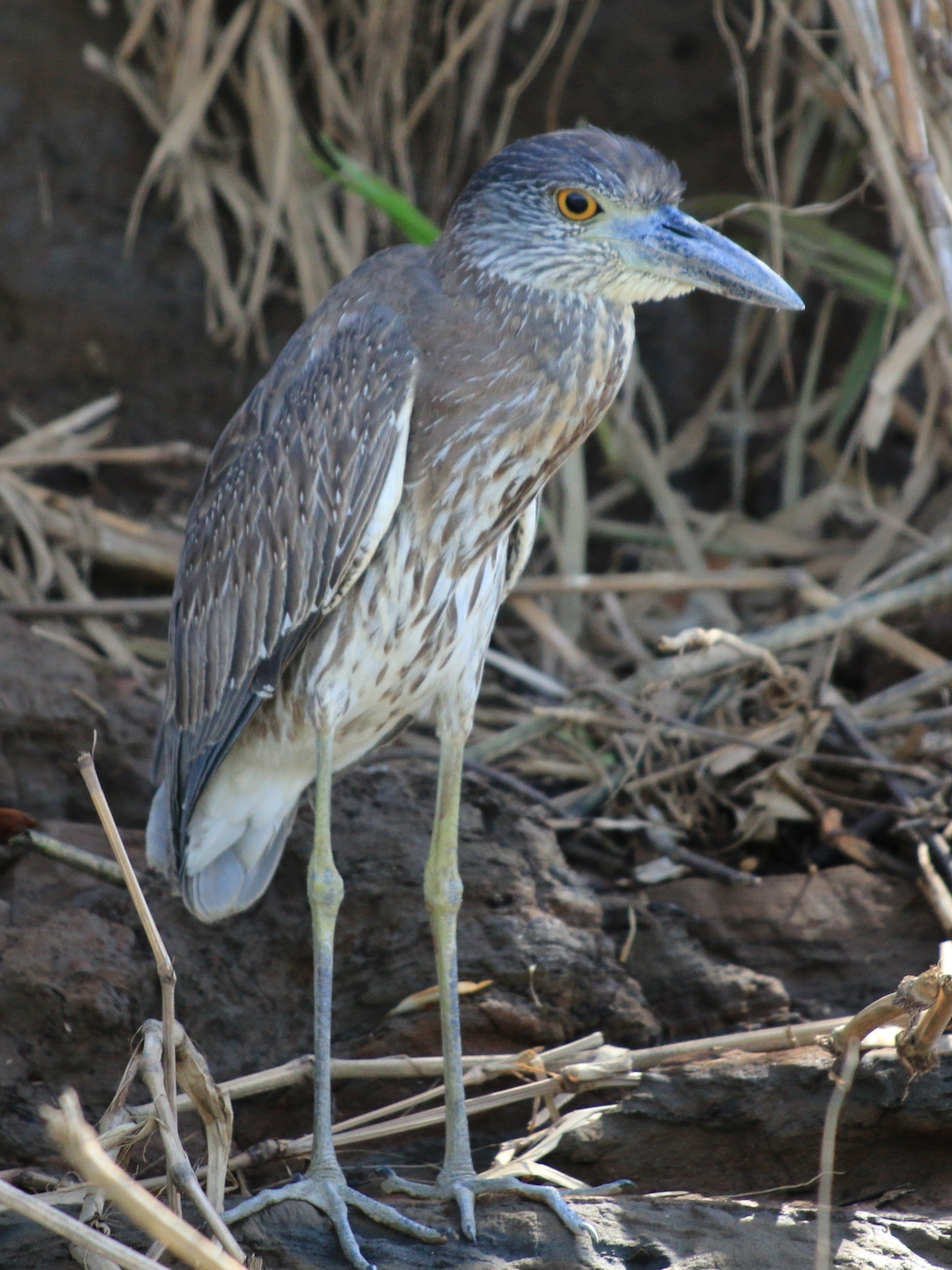 Costa Rica